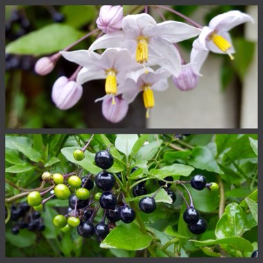 Solanum laxum 'Album' syn. S. jasminoides 'Album'