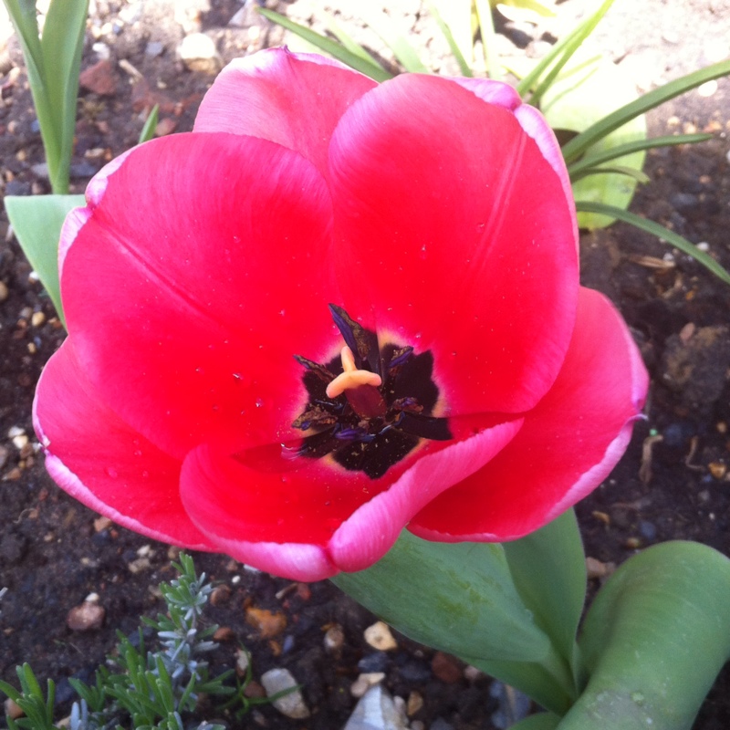 Plant image Tulipa 'Salmon Impression'