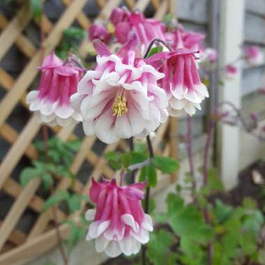 Aquilegia