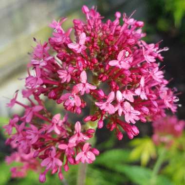 Centranthus ruber