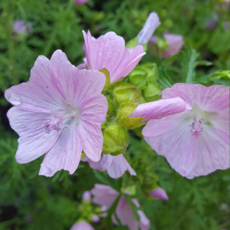 Plant image Malva Moschata 'Rosea'