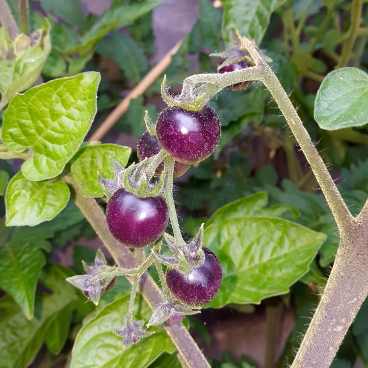 Plant image Solanum lycopersicum 'Indigo Blue Berries'