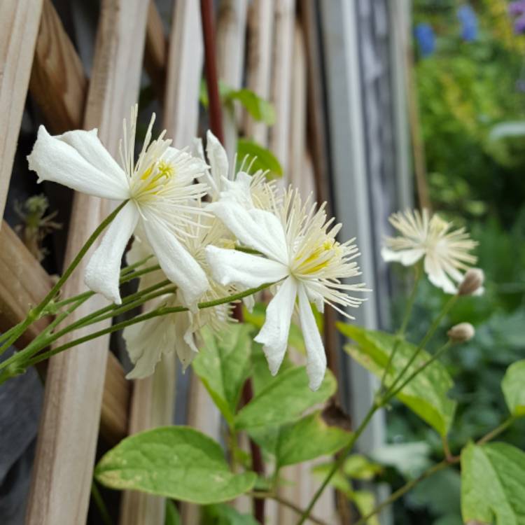 Plant image Clematis 'Paul Farges' syn. Clematis x fargesioides, Clematis 'Summer Snow'