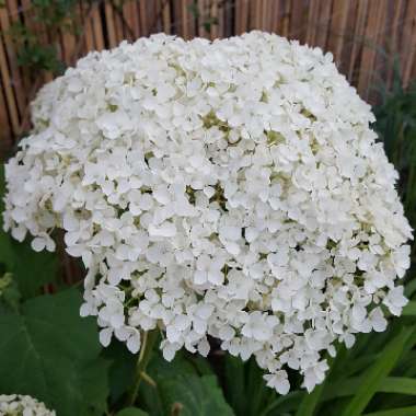 Hydrangea arborescens 'Annabelle'