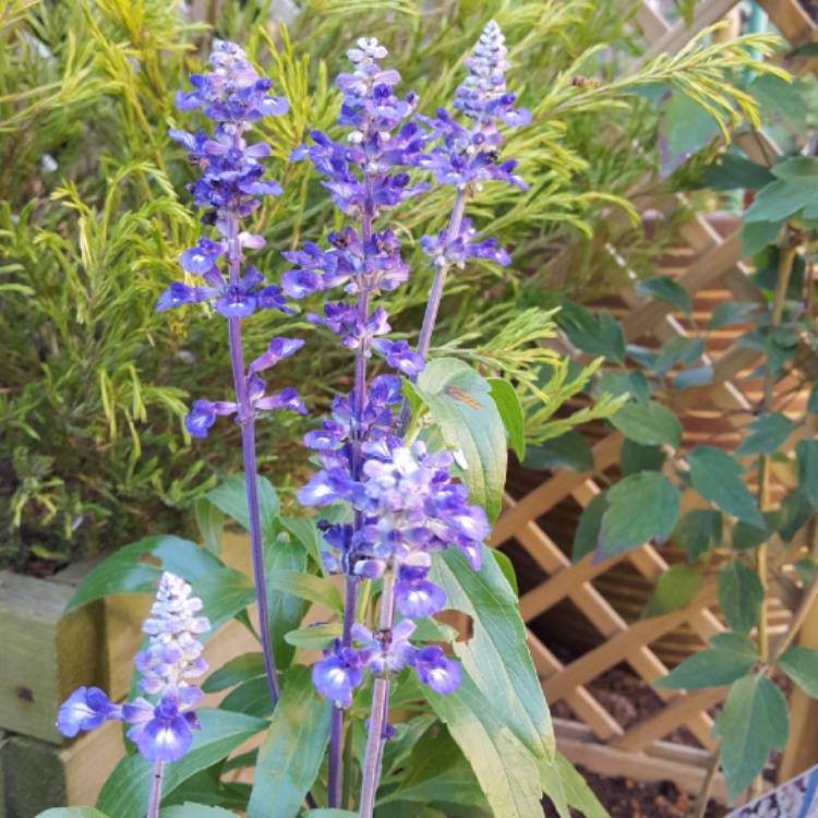 Plant image Salvia farinacea 'Arctic Blue'