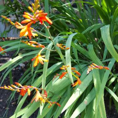 Crocosmia x crocosmiiflora 'Emily McKenzie' syn. Crocosmia x crocosmiiflora 'Lady McKenzie'