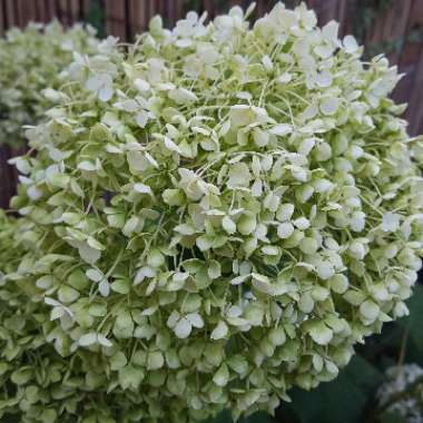 Hydrangea arborescens 'Annabelle'