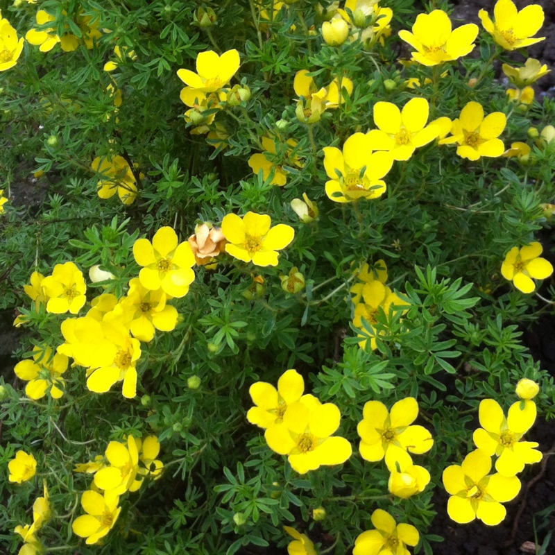 Plant image Potentilla fruticosa