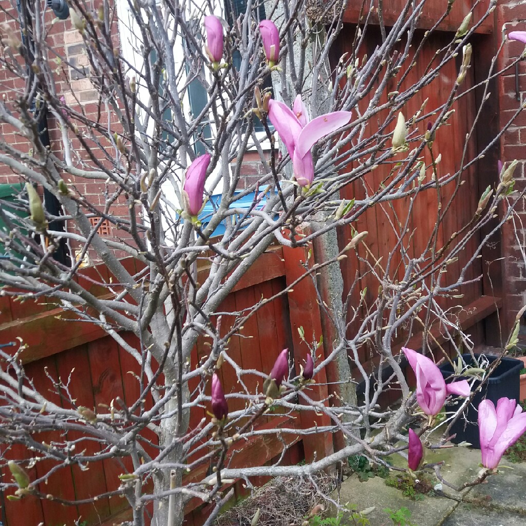 Plant image Magnolia liliiflora 'Jane'