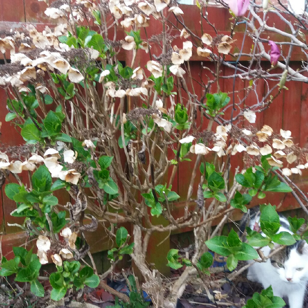 Plant image Hydrangea macrophylla 'Schneeball'