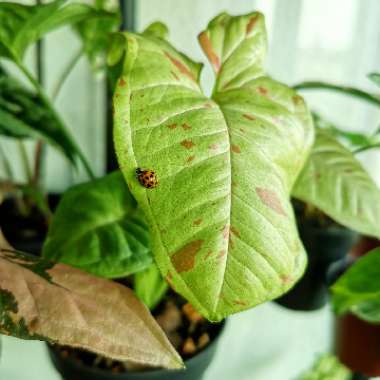 Syngonium Confetti 