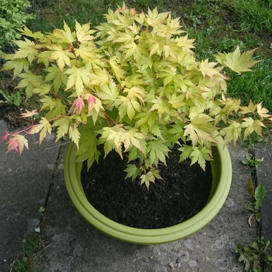 Full Moon Maple 'Jordan'