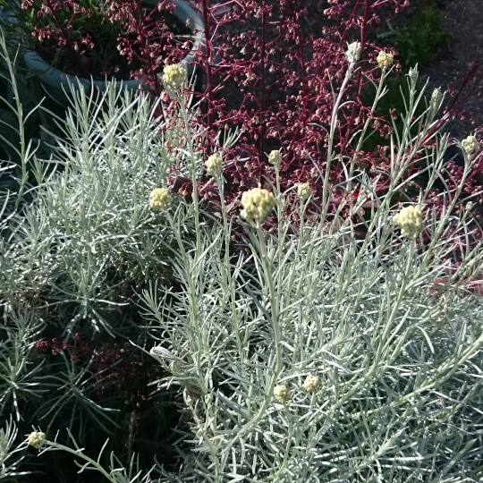 Curry Plant 'Korma'