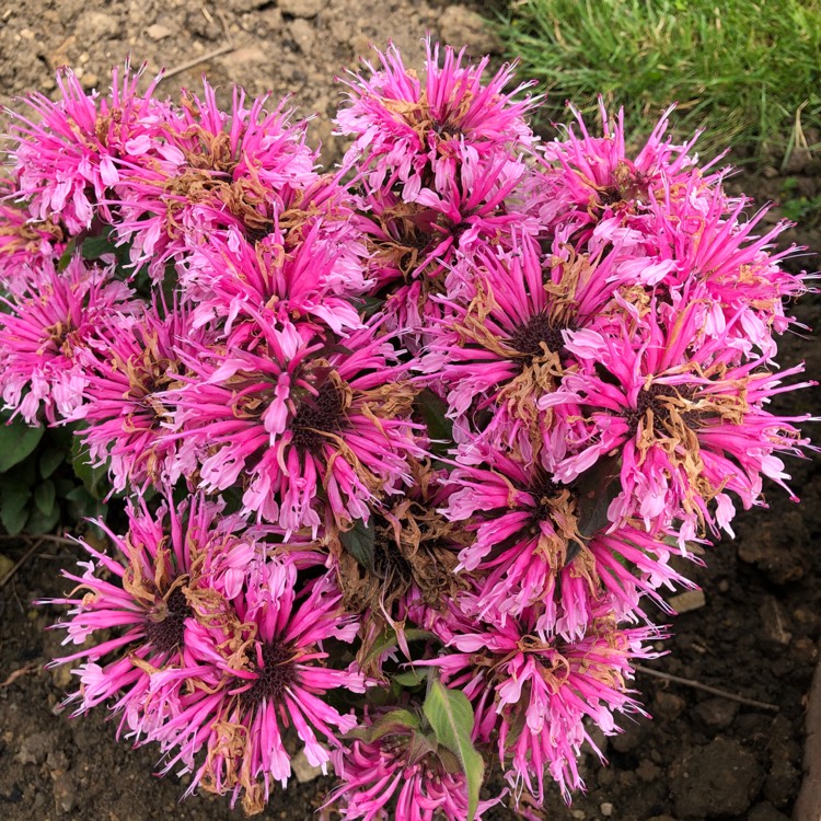 Plant image Monarda Didyma 'Balmy Pink'