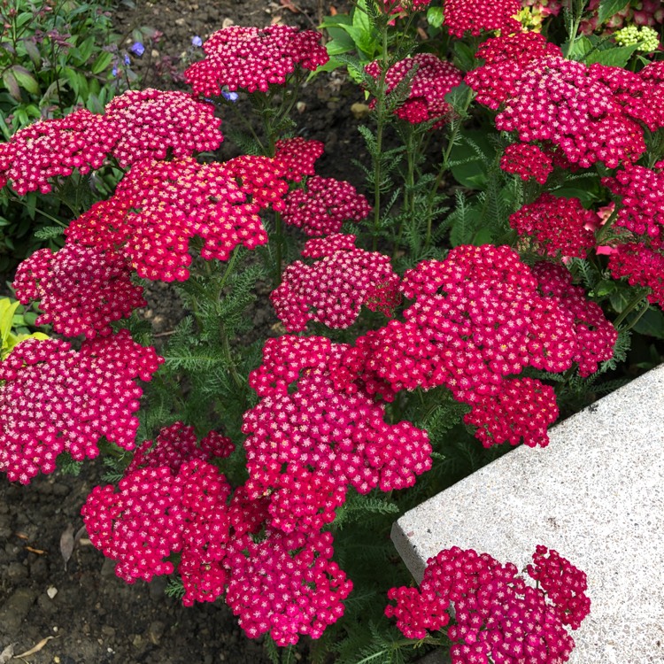 Plant image Achillea 'New Vintage Red'