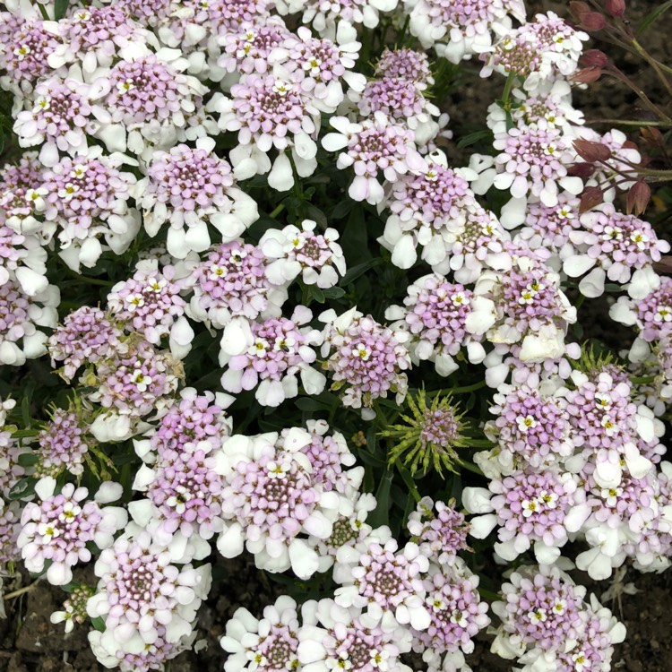 Plant image Iberis Sempervirens 'Pink Ice'