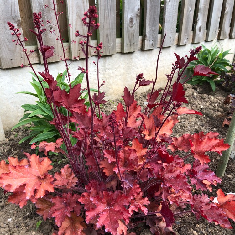 Plant image Heuchera 'Cranberry' (Indian Summer Series)