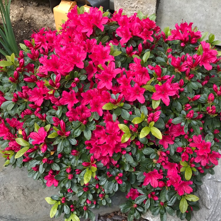 Plant image Rhododendron (Aronense Group) 'Kazuko' syn. Rhododendron 'Geisha Red'