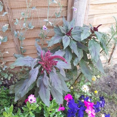 Amaranthus paniculatus 'Marvel Bronze'