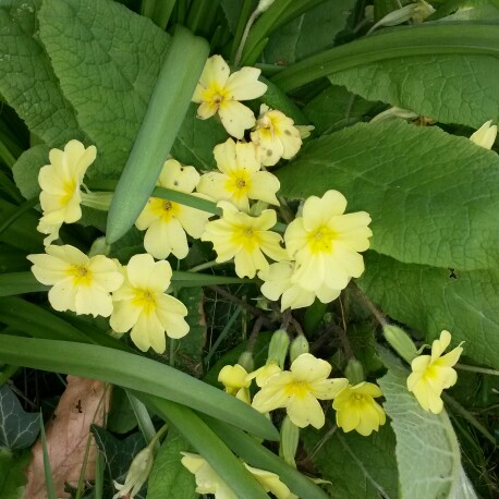 Native Primrose