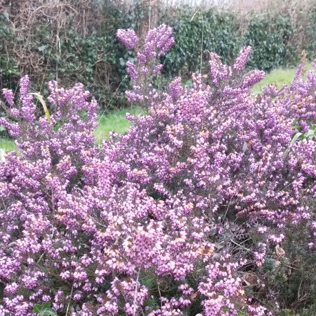 Common Heather