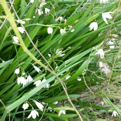 Jacquie's garden