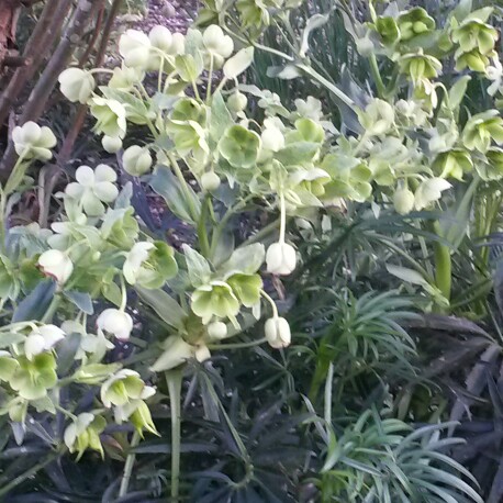 Hellebore