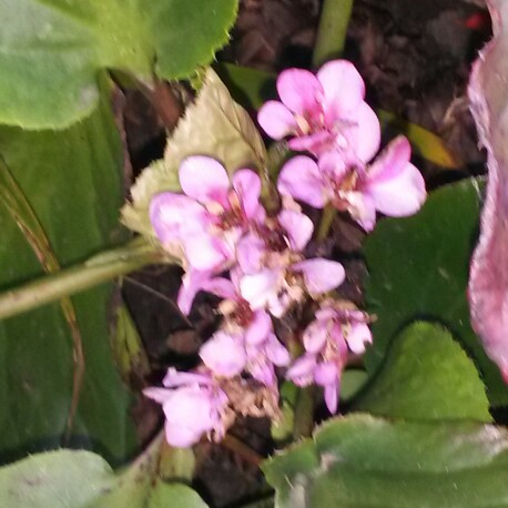 Elephant's Ears 'Biedermeier'