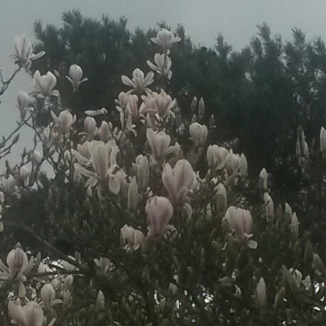 Magnolia