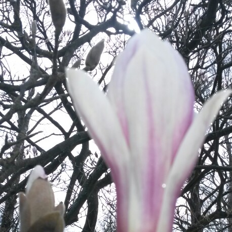 Magnolia