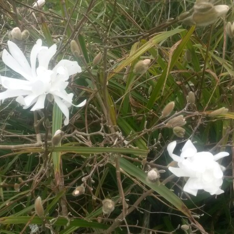 Magnolia stellata