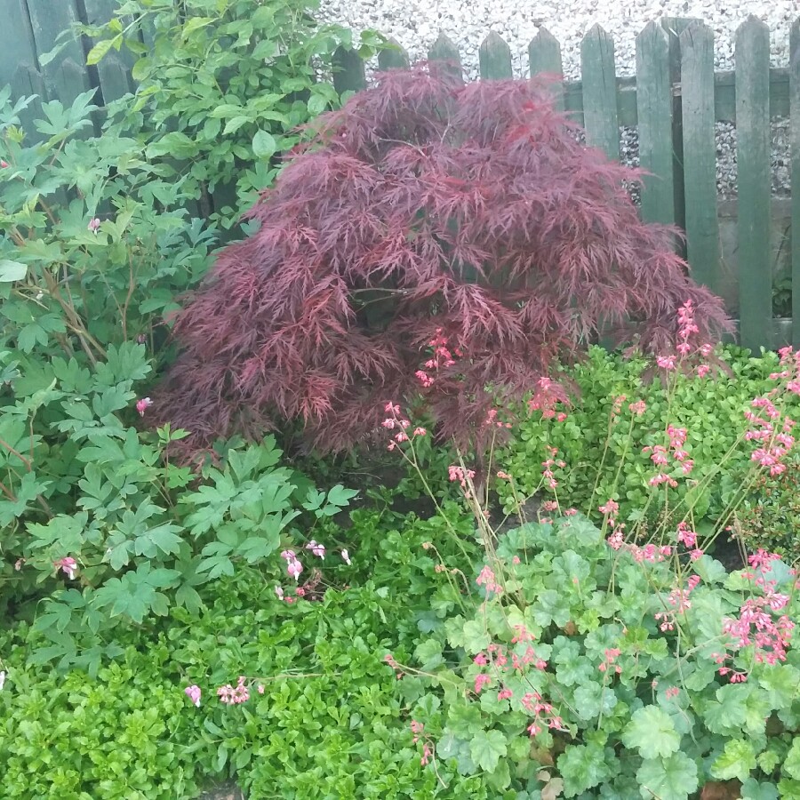 Cut Leaf Japanese Maple 'Garnet'