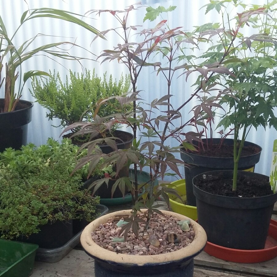 Japanese Maple 'Atropurpureum'