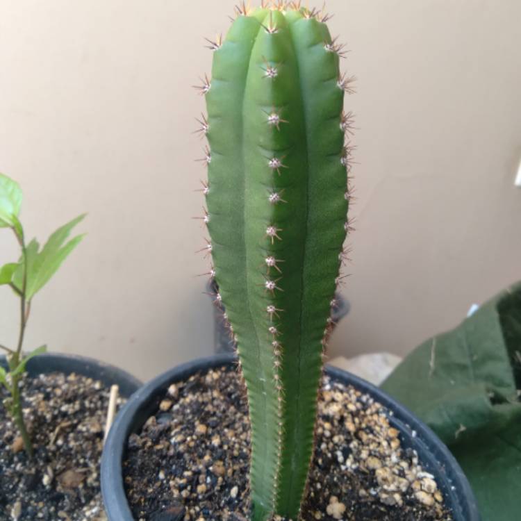 Plant image Echinopsis lageniformis syn. Trichocereus bridgesii