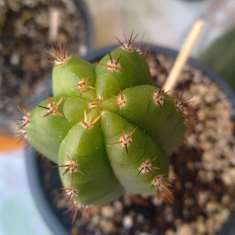 Plant image Echinopsis lageniformis syn. Trichocereus bridgesii