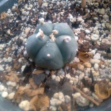 Peyote