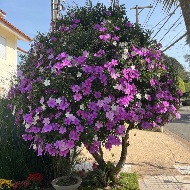 Plant image Tibouchina mutabilis