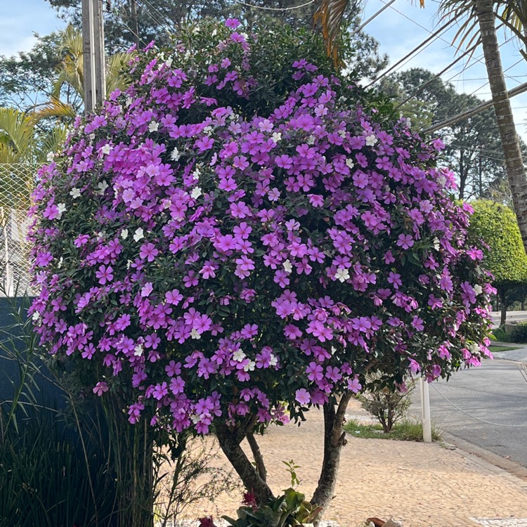 Plant image Tibouchina mutabilis