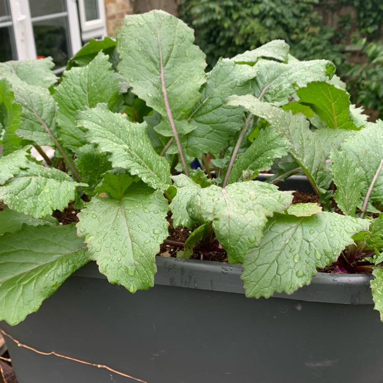 Plant image Brassica Rapa subsp. Rapa 'Purple Top Milan'