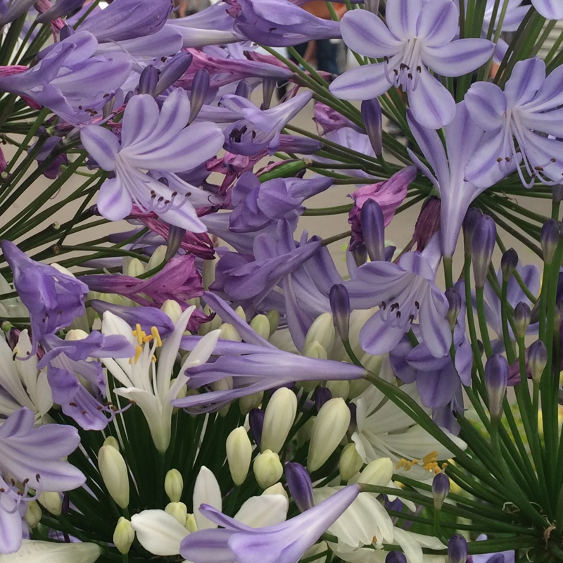 Agapanthus