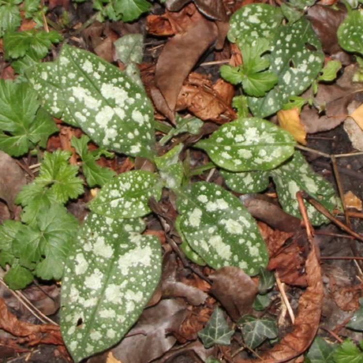 plant image 1418870