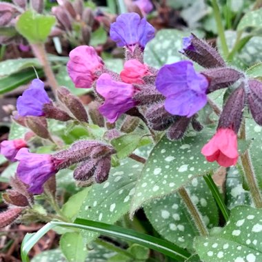 Pulmonaria