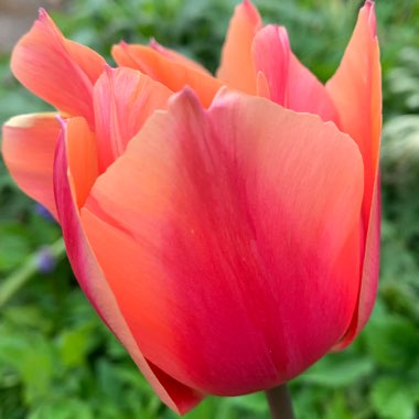 Tulipa