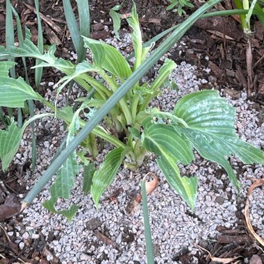 Plantain Lily 'August Moon'