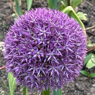 Allium 'Globemaster'