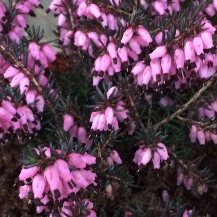 Plant image Calluna vulgaris 'Pink Madonna' (Garden Girls Series)