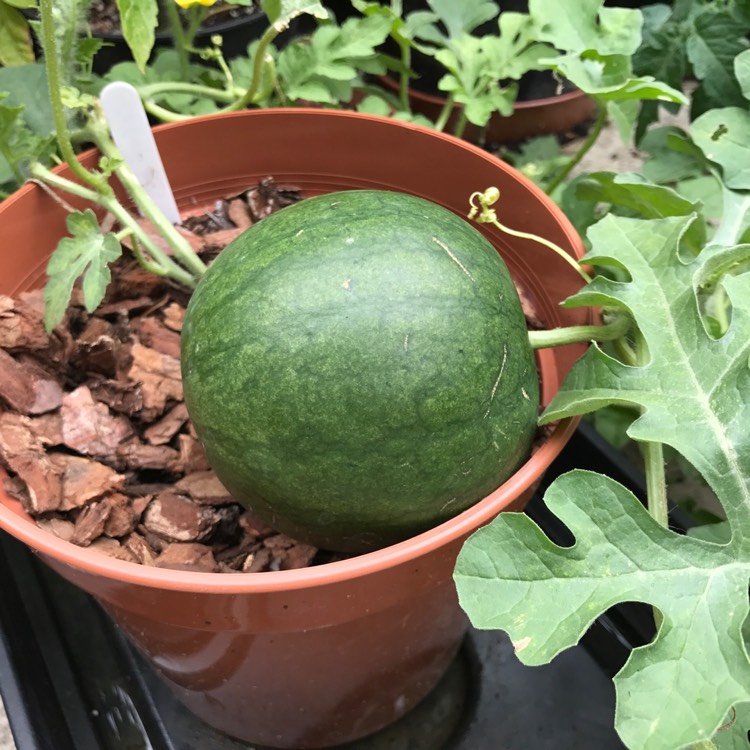 Plant image Citrullus Lanatus 'Icebox'