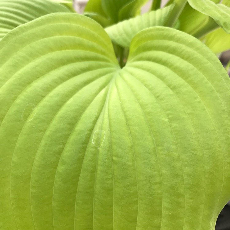 Plant image Hosta 'August Moon' syn. Hosta 'Golden Sieboldiana'