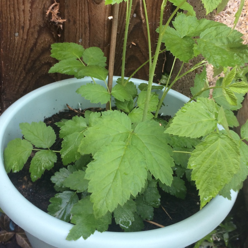 Plant image Rubus occidentalis 'Black Jewel'