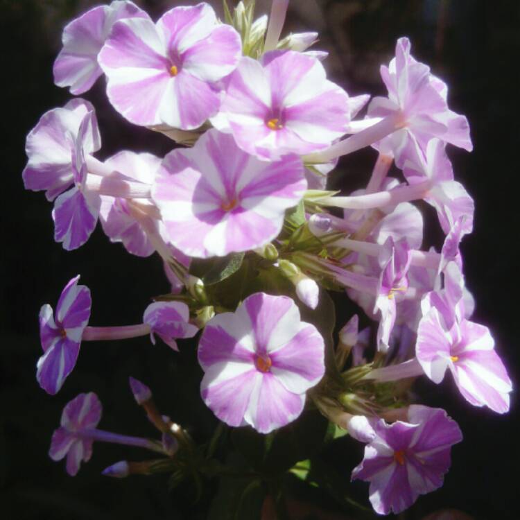 Plant image Phlox paniculata 'Bambini Candy Crush'